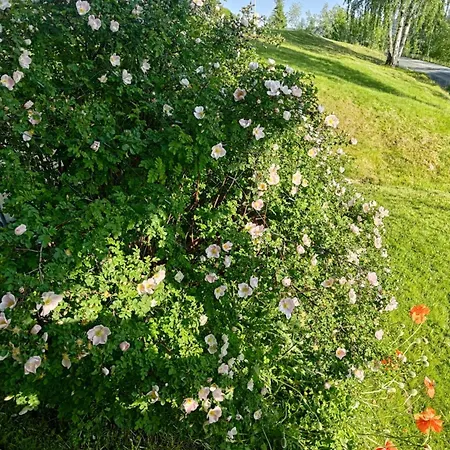 Koselig Hus I Valdres