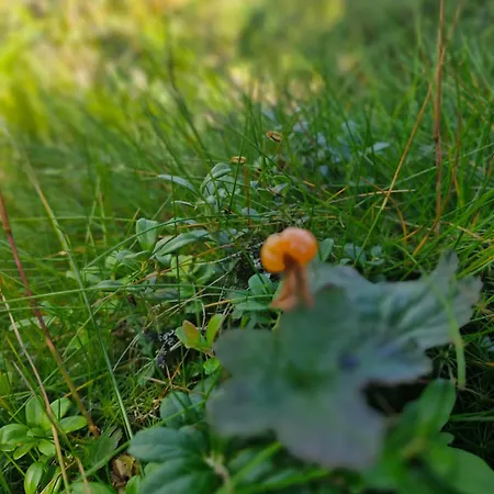 Leilighet Koselig Hus I Valdres *