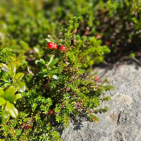 Leilighet Koselig Hus I Valdres Leira (Innlandet)